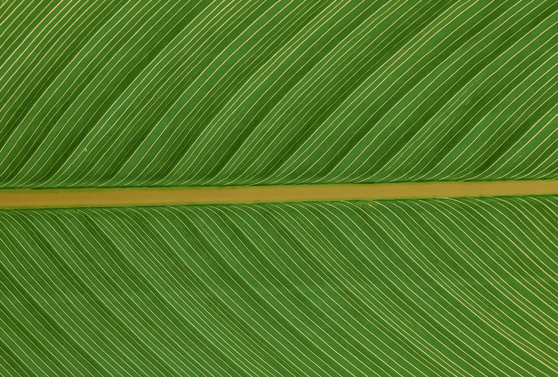 El arte de beber clorofila: La revolución matcha