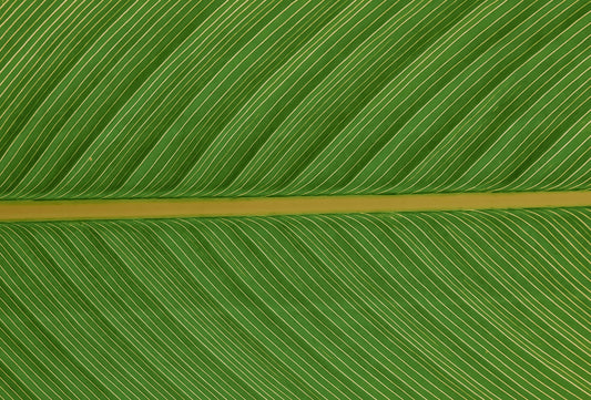 El arte de beber clorofila: La revolución matcha