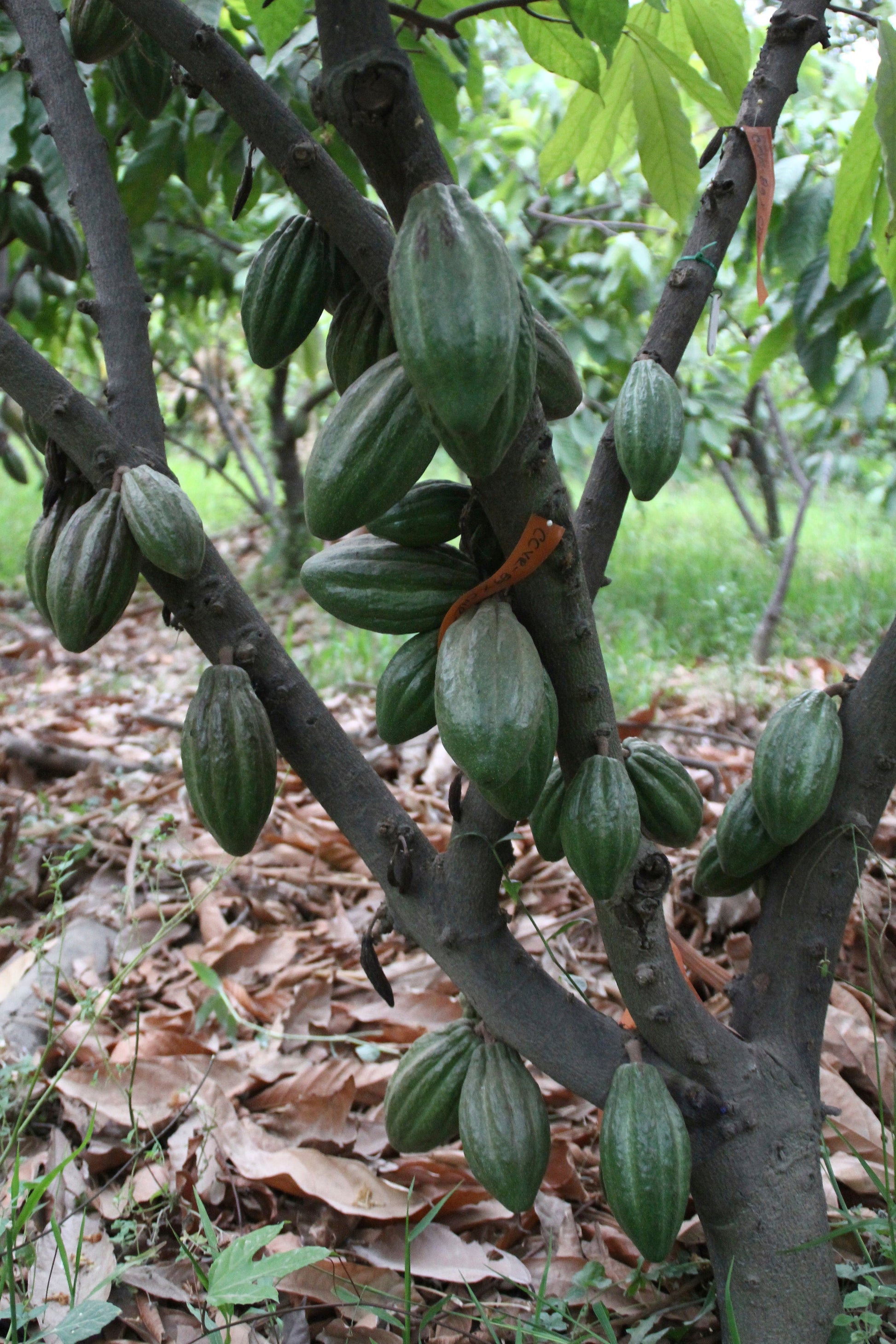 Perlas de chocolate de especialidad. Coberturas de chocolate. Chocolate gourmet. Chocolate reposteria. Chocolate recolectado en Perú . Paquete de 2 Kg. Specialty chocolate covertures from Perú.
