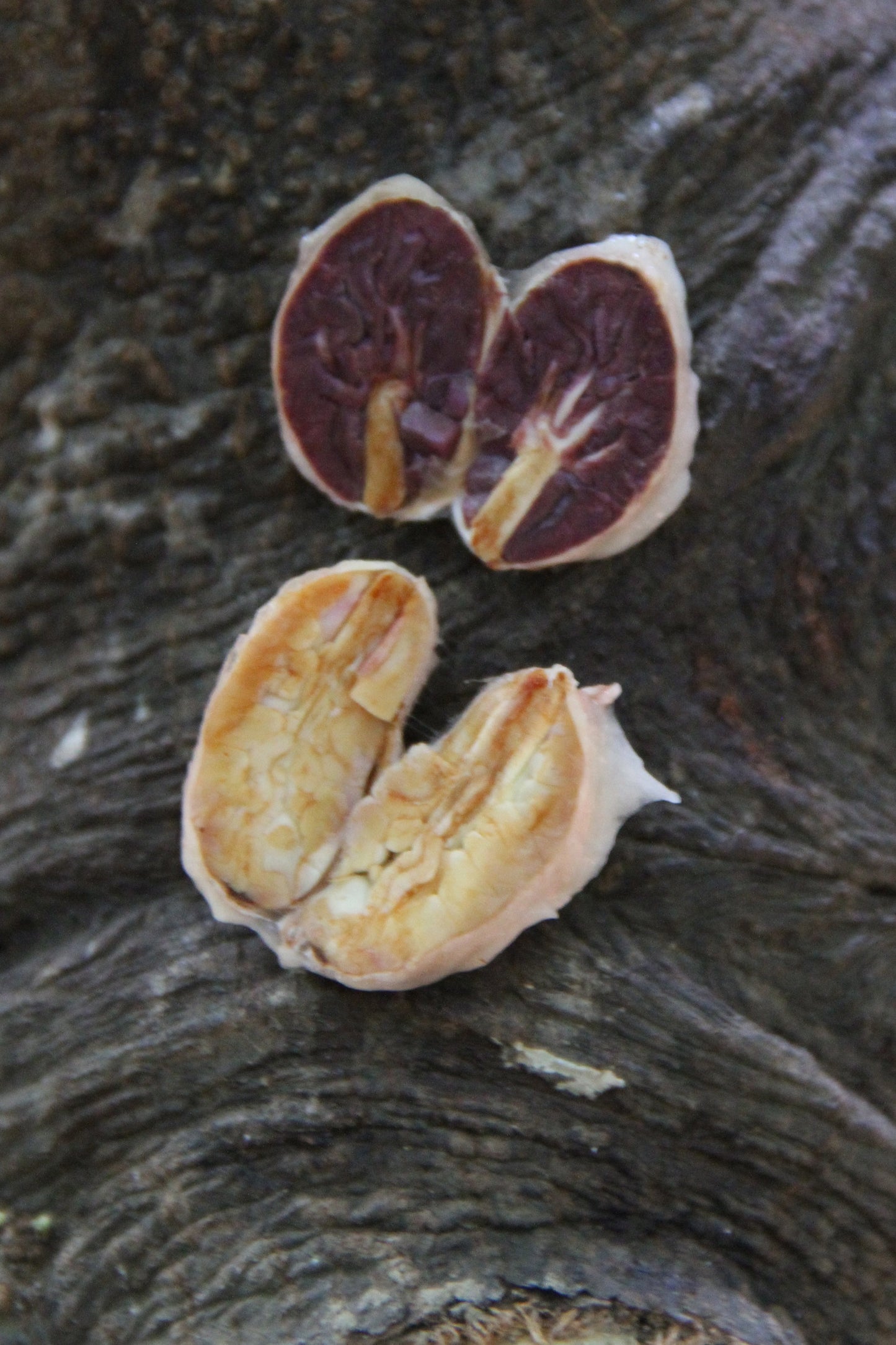 Perlas de chocolate de especialidad. Coberturas de chocolate. Chocolate gourmet. Chocolate reposteria. Chocolate recolectado en Perú . Paquete de 2 Kg. Specialty chocolate covertures from Perú.