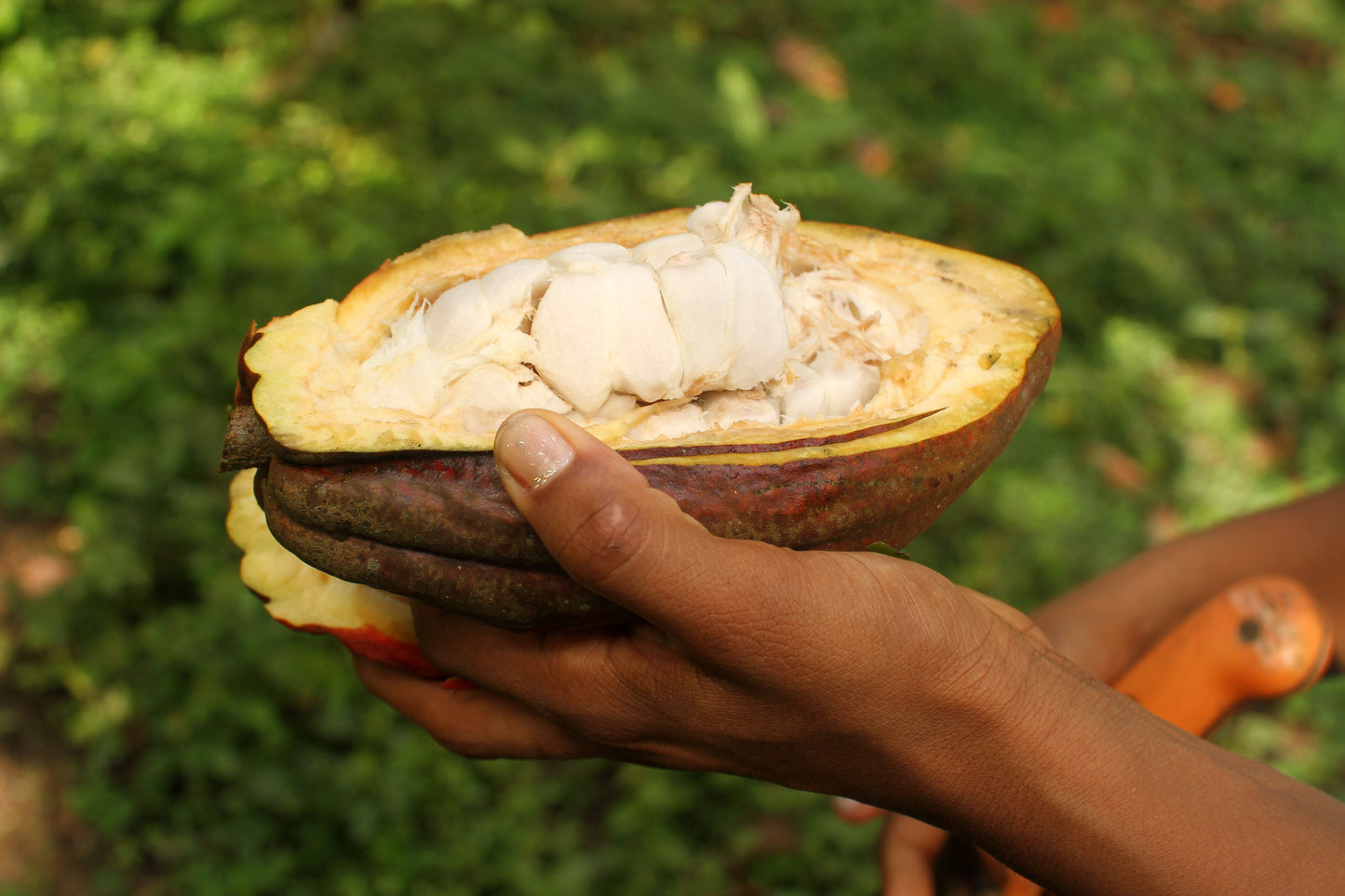Fruto del cacao mostrando semillas con mucilago o baba. Perlas de chocolate de especialidad. Coberturas de chocolate. Chocolate gourmet. Chocolate reposteria. Chocolate recolectado en la region de costa esmeraldas en Ecuador . Paquete de 2 Kg. Specialty chocolate covertures from Ecuador.