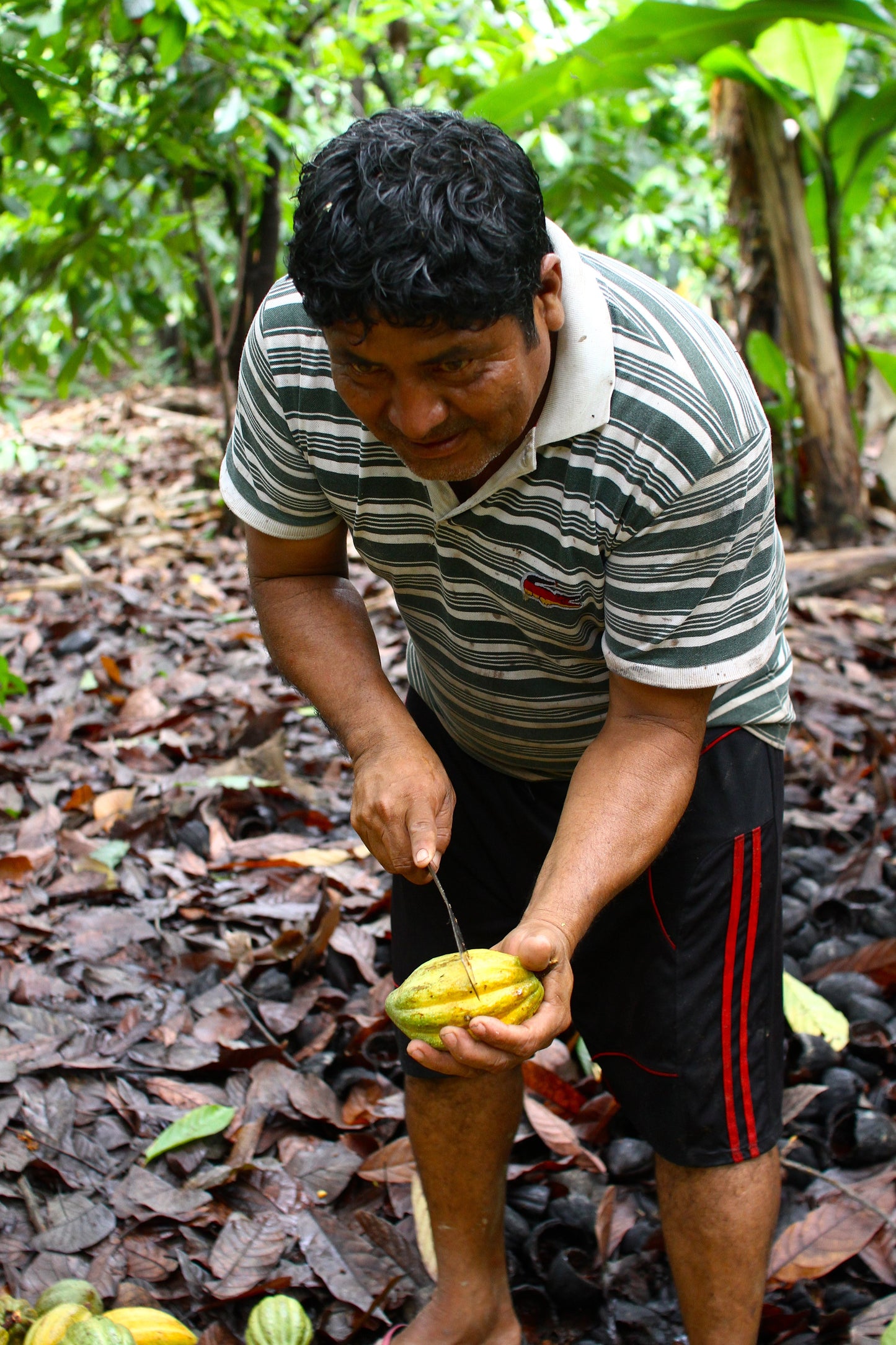 Perlas de chocolate de especialidad. Coberturas de chocolate. Chocolate gourmet. Chocolate reposteria. Chocolate recolectado en Perú . Paquete de 2 Kg. Specialty chocolate covertures from Perú.