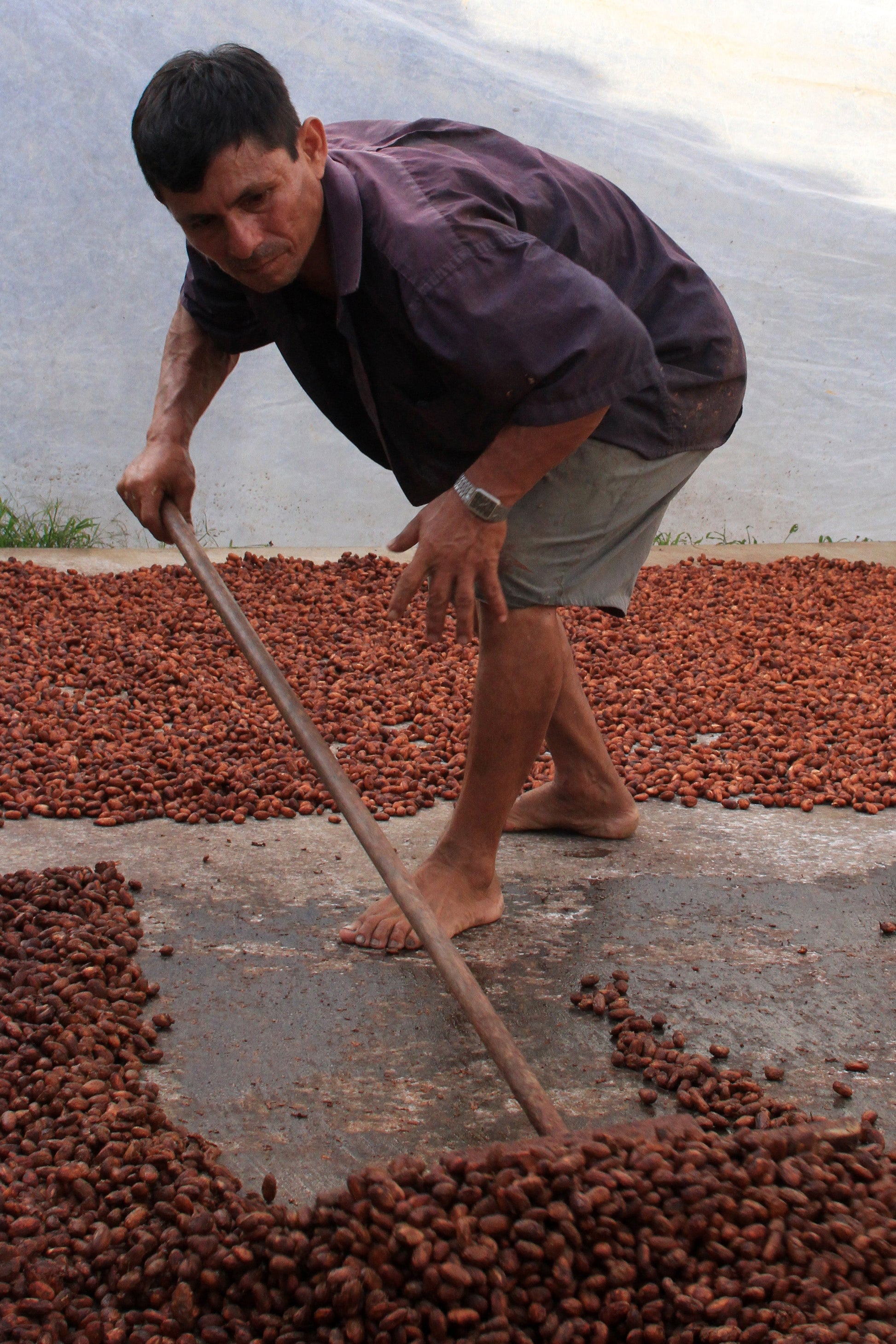 Perlas de chocolate de especialidad. Coberturas de chocolate. Chocolate gourmet. Chocolate reposteria. Chocolate recolectado en Perú . Paquete de 2 Kg. Specialty chocolate covertures from Perú.