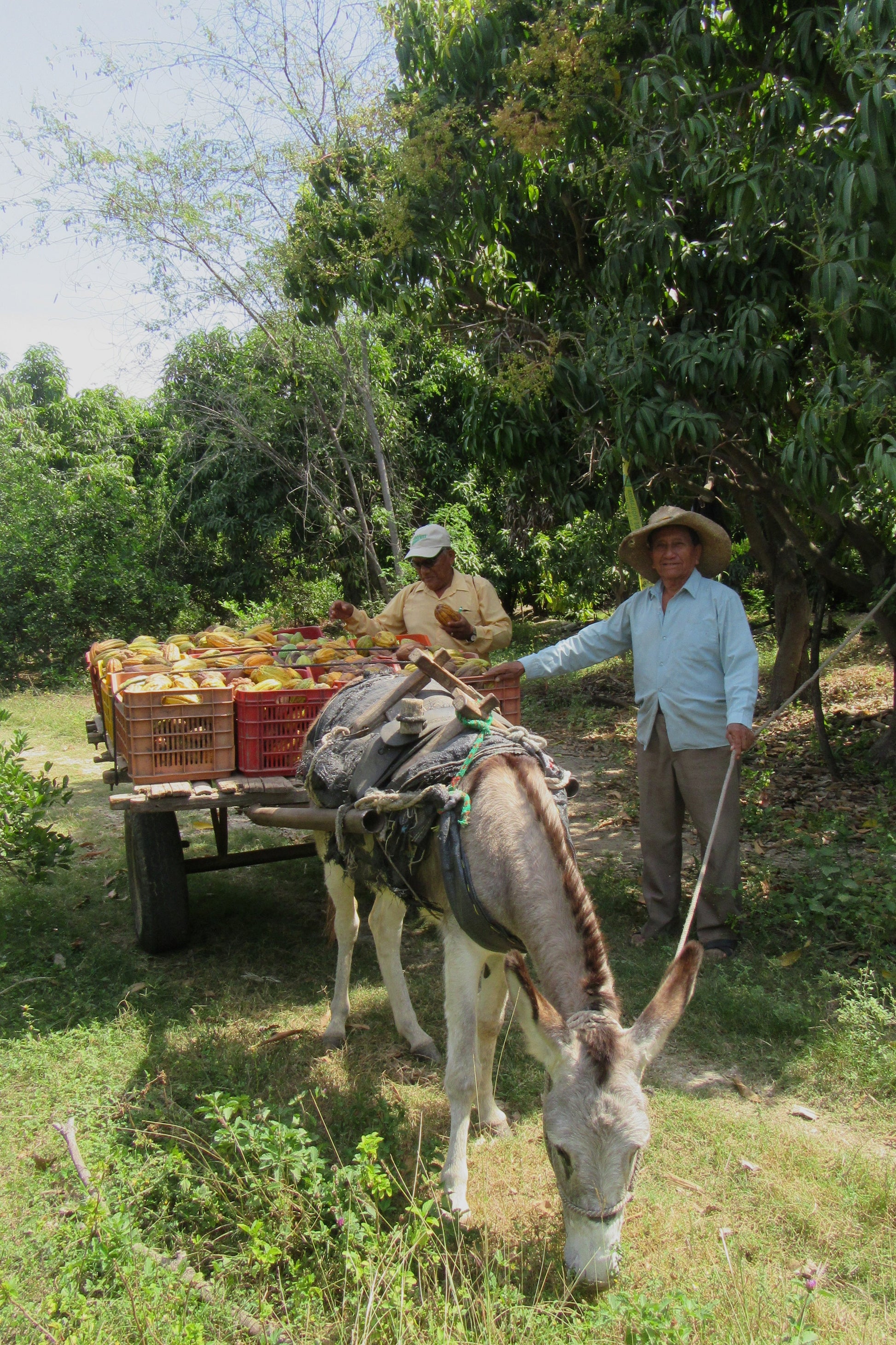 Perlas de chocolate de especialidad. Coberturas de chocolate. Chocolate gourmet. Chocolate reposteria. Chocolate recolectado en Perú . Paquete de 2 Kg. Specialty chocolate covertures from Perú.