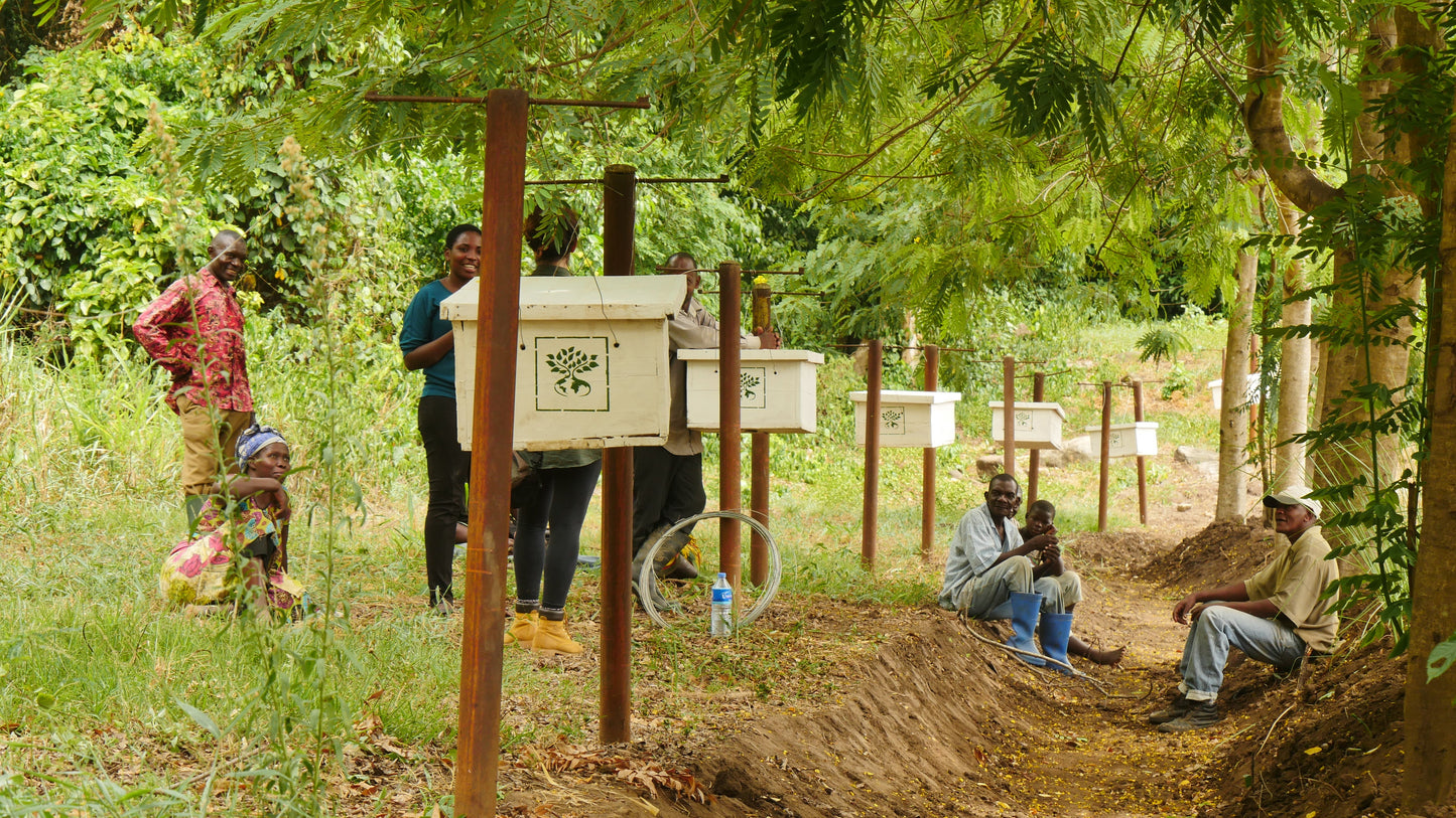 bosques de cacao protegidos de elefantes con colmenas de abejas. Perlas de chocolate de especialidad. Coberturas de chocolate. Chocolate gourmet. Chocolate reposteria. Chocolate recolectado en la región de Udzungwa, Tanzania . Paquete de 2 Kg. Specialty chocolate covertures from Tanzania.