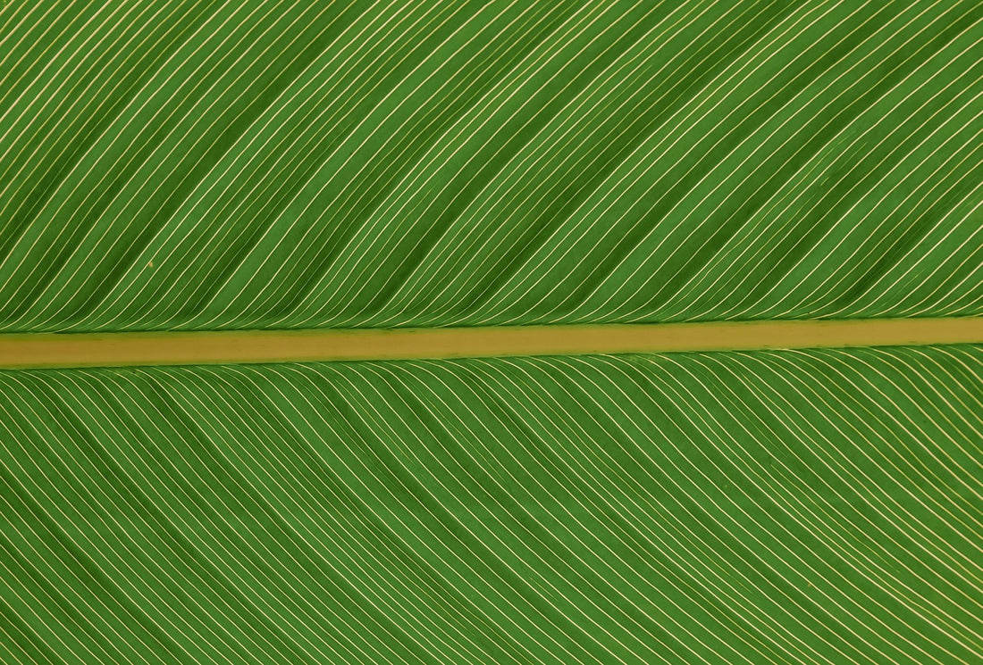 El arte de beber clorofila: La revolución matcha