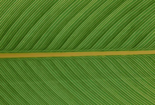 El arte de beber clorofila: La revolución matcha