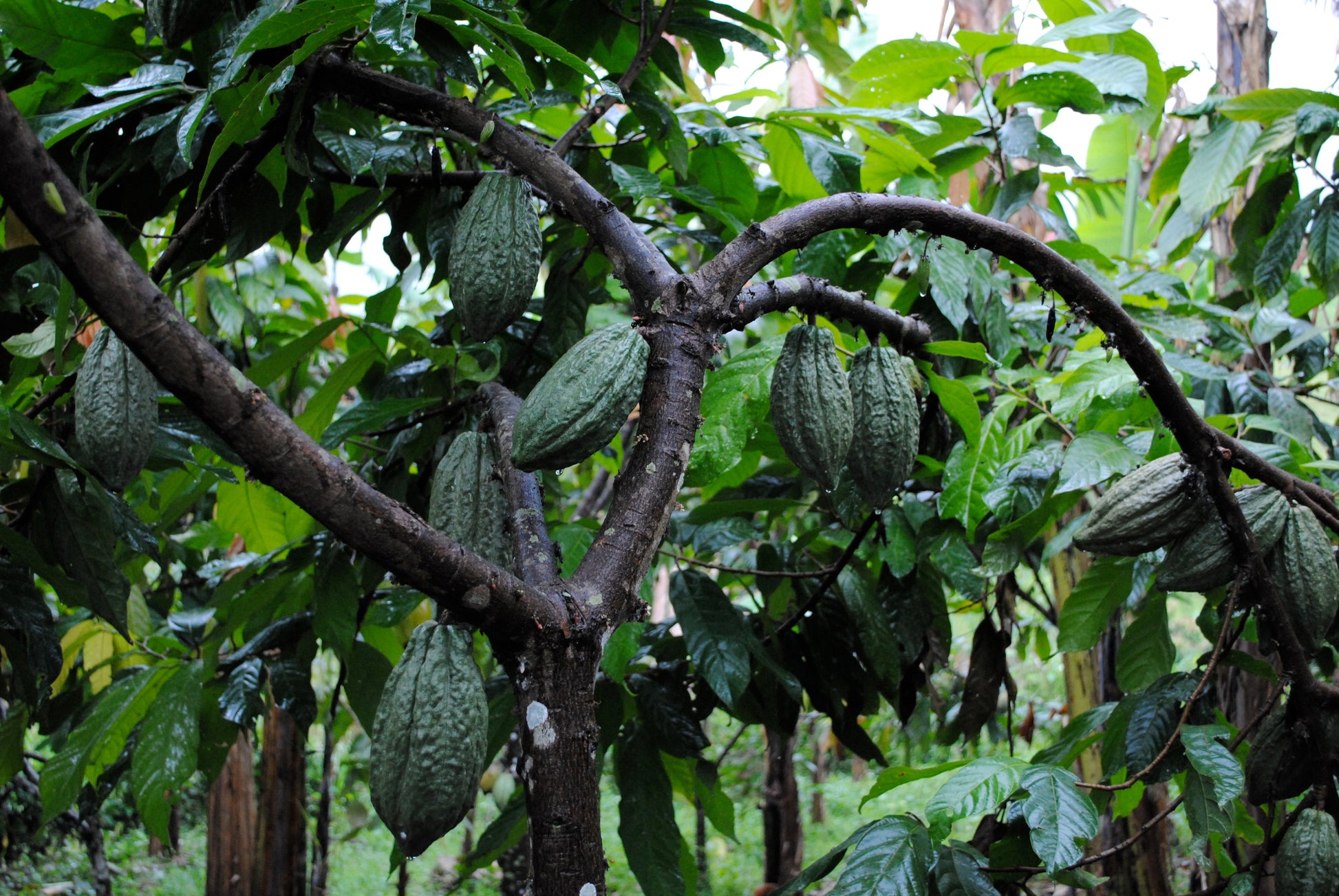 Perlas de chocolate de especialidad. Coberturas de chocolate. Chocolate gourmet. Chocolate reposteria. Chocolate recolectado en la region del parque nacional de Virunga en Congo . Paquete de 2 Kg. Specialty chocolate covertures from Congo.
