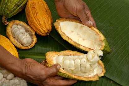 Perlas de chocolate de especialidad. Coberturas de chocolate. Chocolate gourmet. Chocolate reposteria. Chocolate recolectado en la region de Beni en Bolivia . Paquete de 2 Kg. Specialty chocolate covertures from Bolivia.
