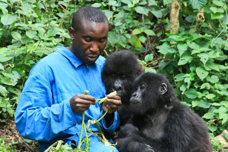 Perlas de chocolate de especialidad. Coberturas de chocolate. Chocolate gourmet. Chocolate reposteria. Chocolate recolectado en la region del parque nacional de Virunga en Congo . Paquete de 2 Kg. Specialty chocolate covertures from Congo.