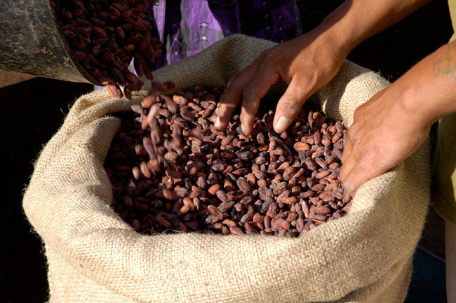 Perlas de chocolate de especialidad. Coberturas de chocolate. Chocolate gourmet. Chocolate reposteria. Chocolate recolectado en la region de Beni en Bolivia . Paquete de 2 Kg. Specialty chocolate covertures from Bolivia.